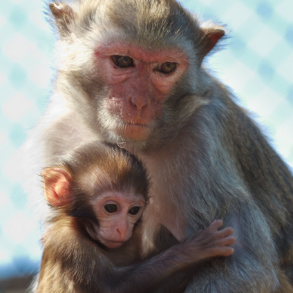 gallery/monkey with baby